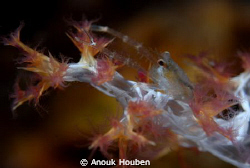 Crab on soft coral. by Anouk Houben 